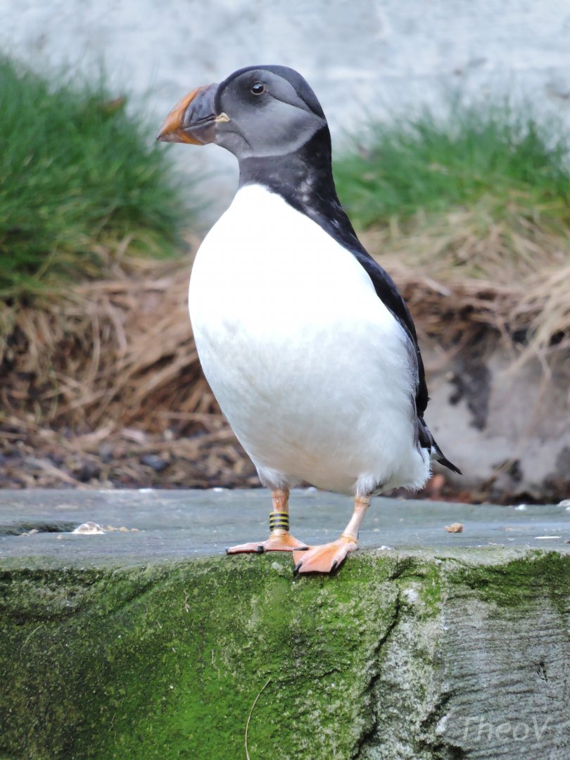 Atlantic puffin [2015]