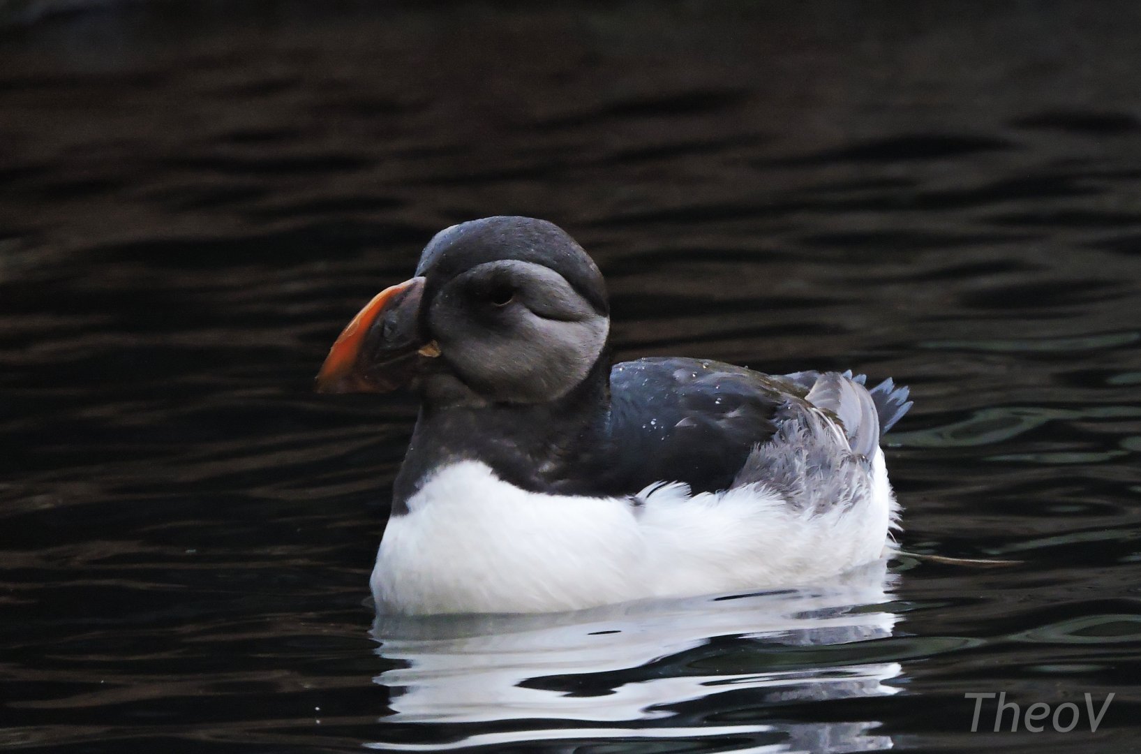 Atlantic puffin [2015]