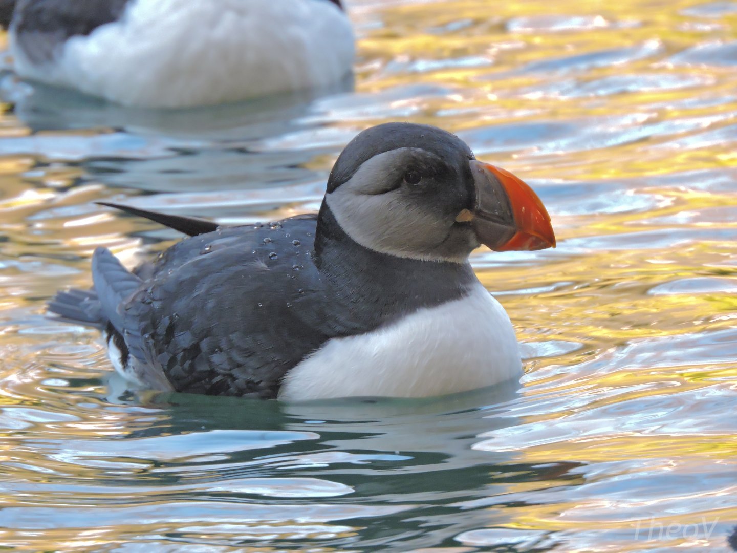 Atlantic puffin [2015]