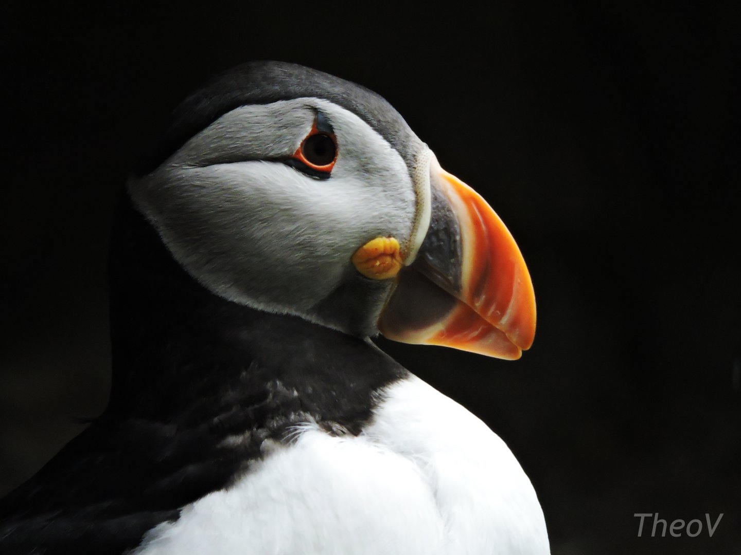 Atlantic puffin [2016]