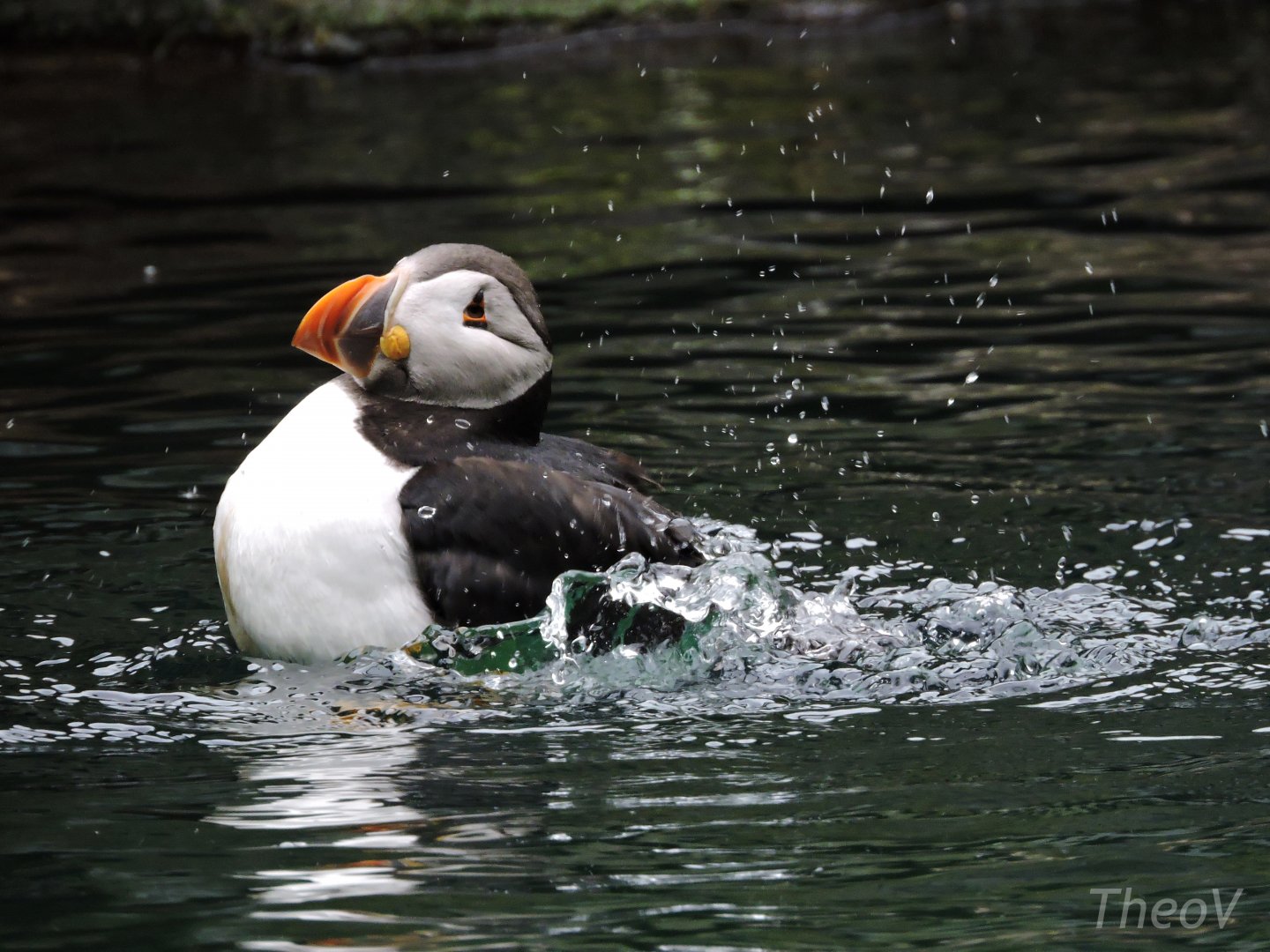 Atlantic puffin [2016]