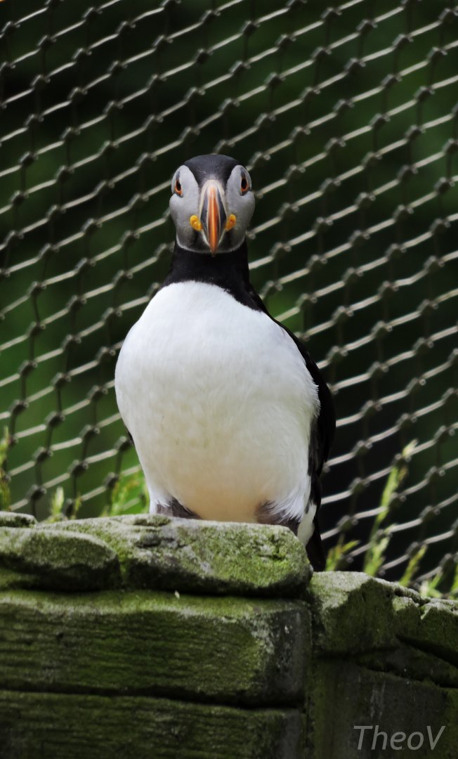 Atlantic puffin [2016]