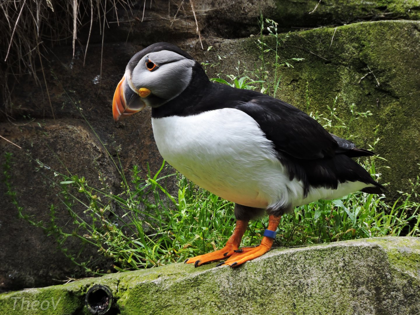 Atlantic puffin [2016]