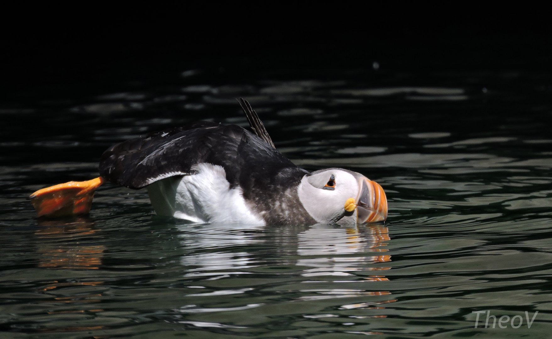 Atlantic puffin [2017]