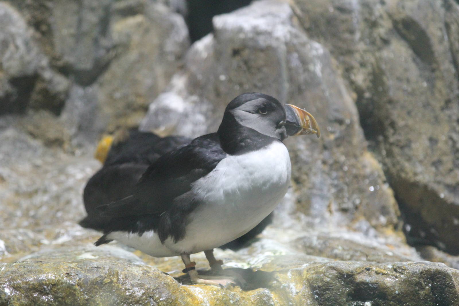 Atlantic Puffin - Apr 2014