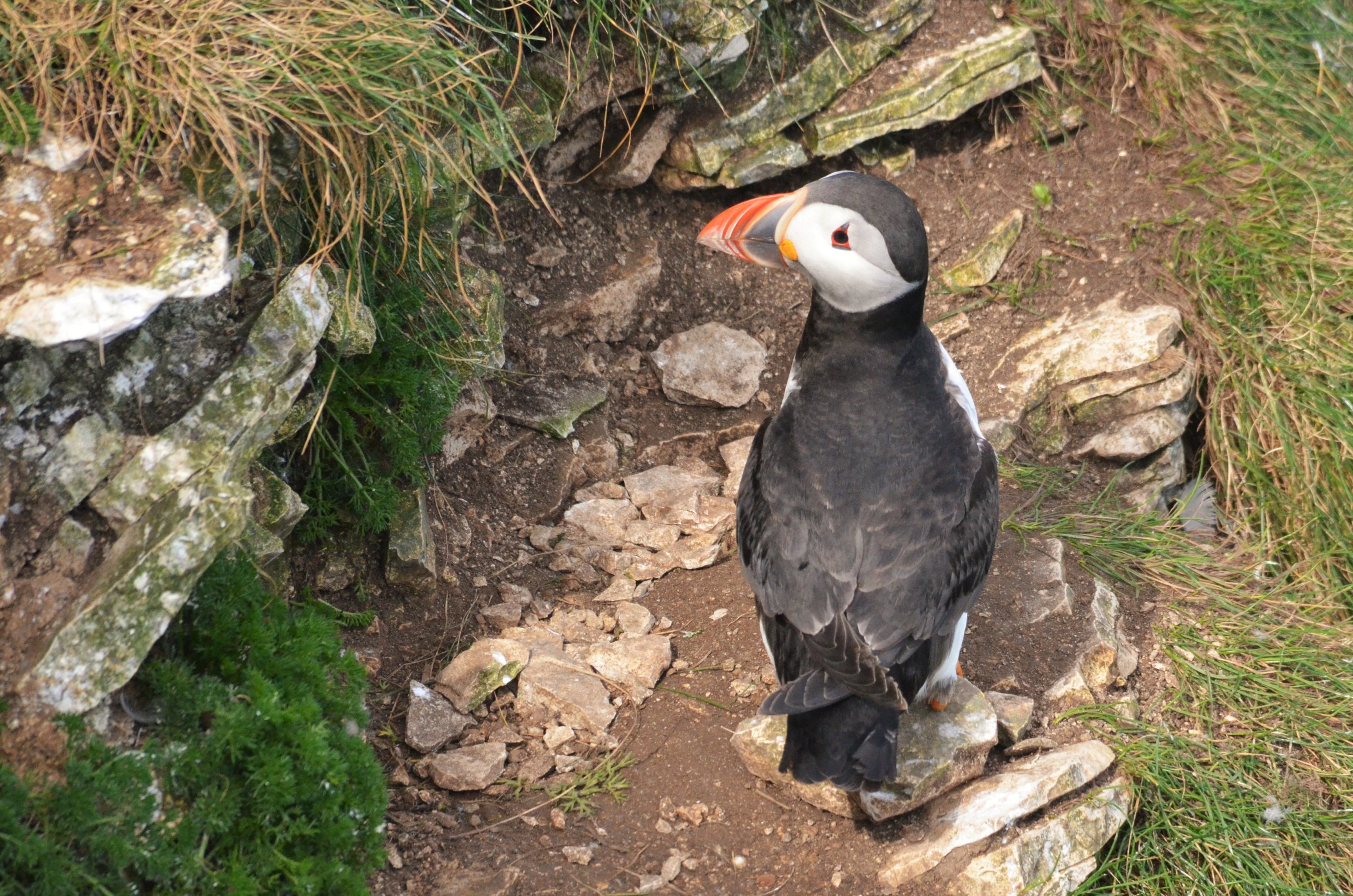 Atlantic Puffin at Bempton Cliffs, 22/05/17