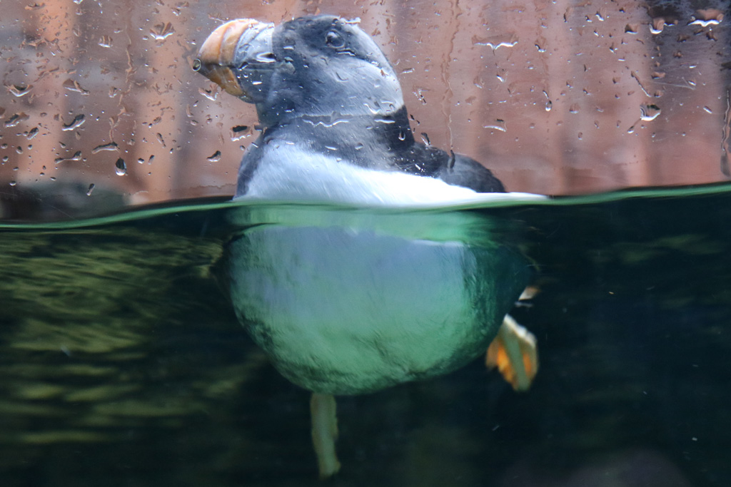 Atlantic Puffin at Den Blå Planet 14/01/2017