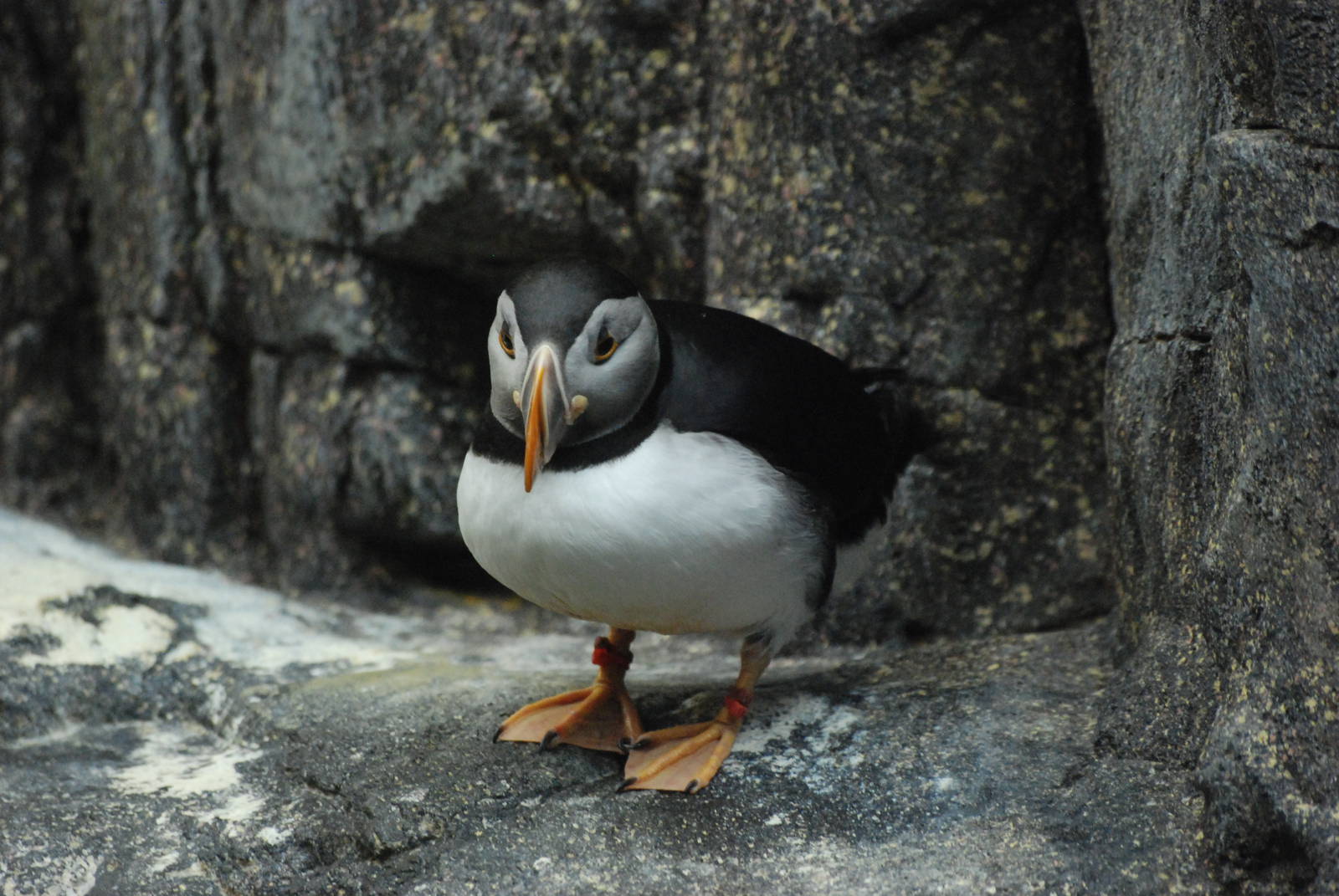 Atlantic Puffin at Lisbon Oceanarium, 25/05/11
