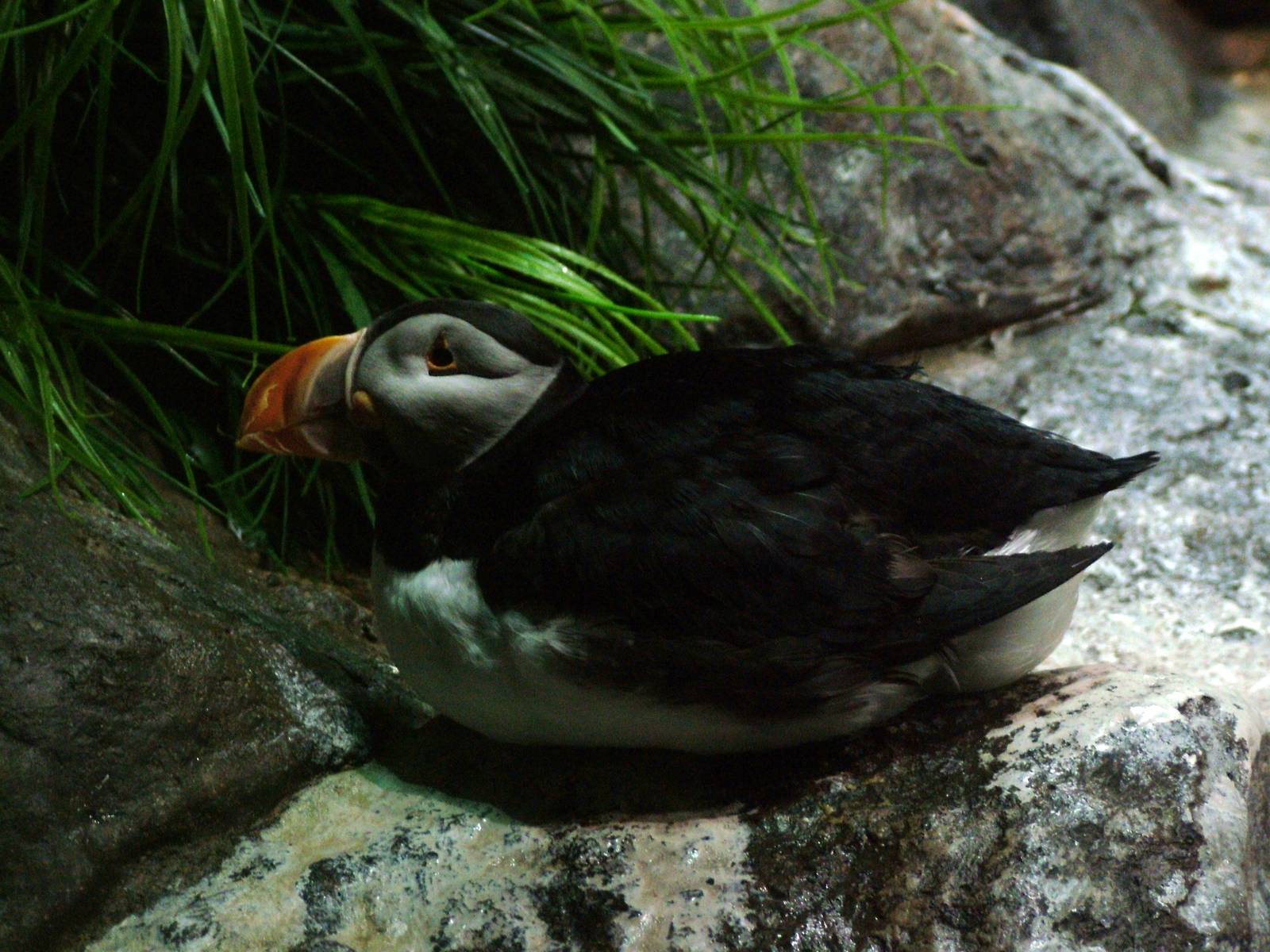 Atlantic Puffin at Loro Parque, 08/11/10