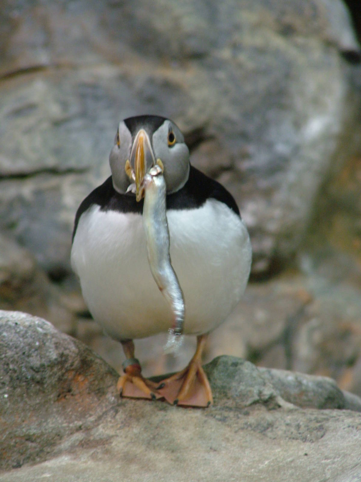 Atlantic Puffin at Loro Parque, 08/11/10