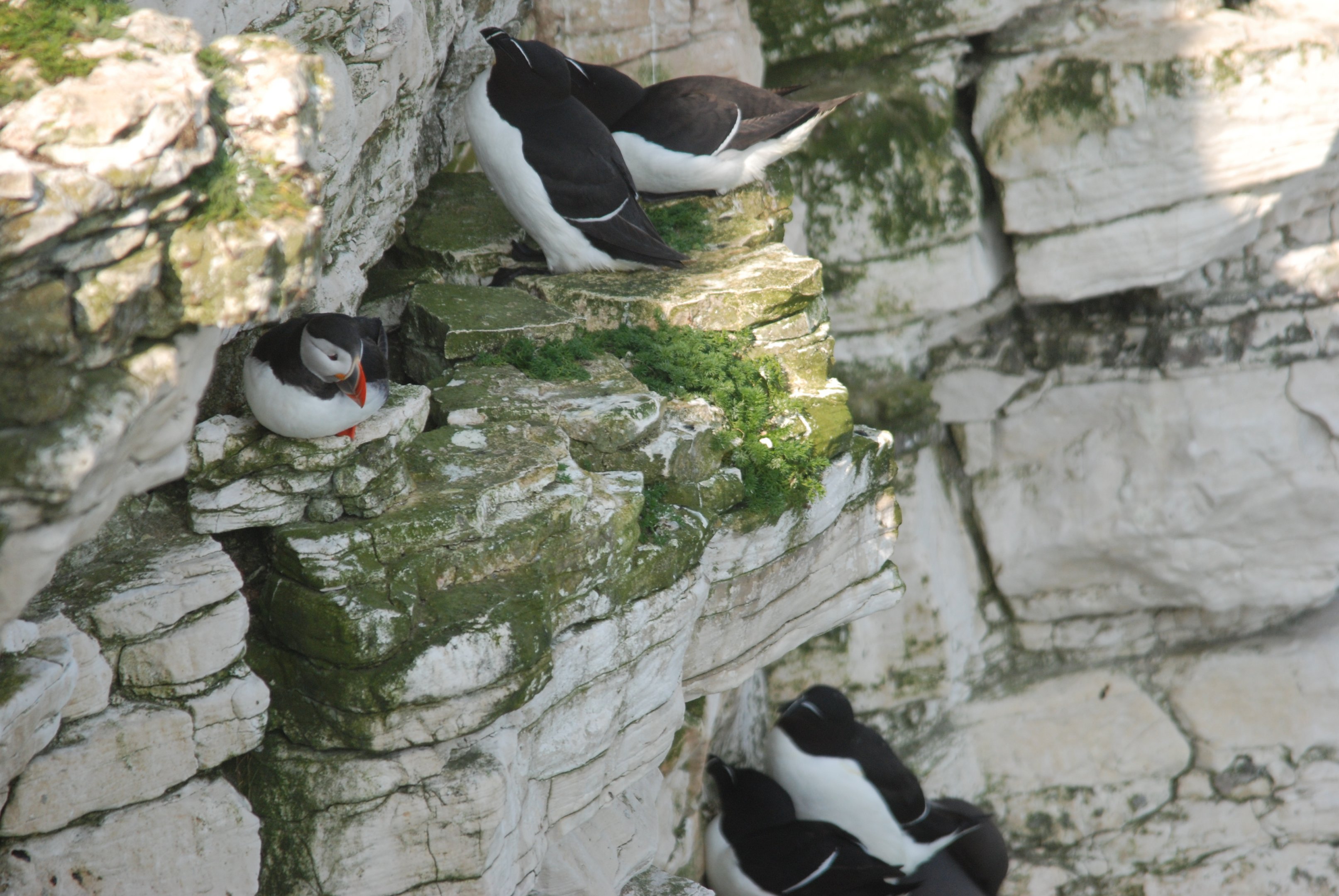 Atlantic Puffin at RSPB Bempton Cliffs, 16th April 2022