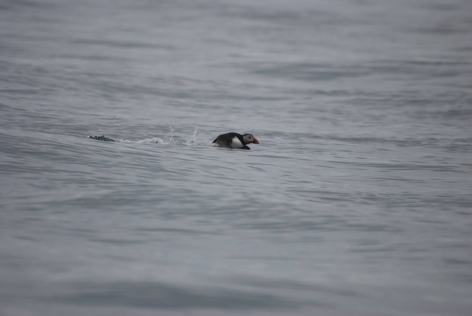 Atlantic Puffin - between Ramsey and Grassholm, 01/08/11
