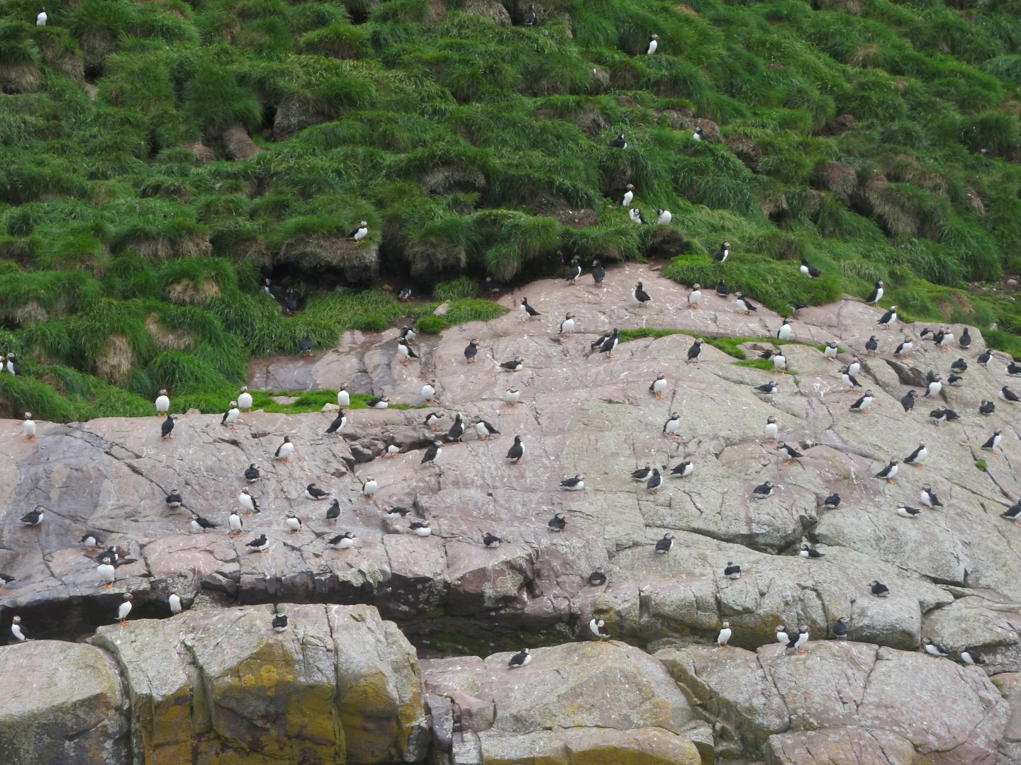 Atlantic Puffin colony