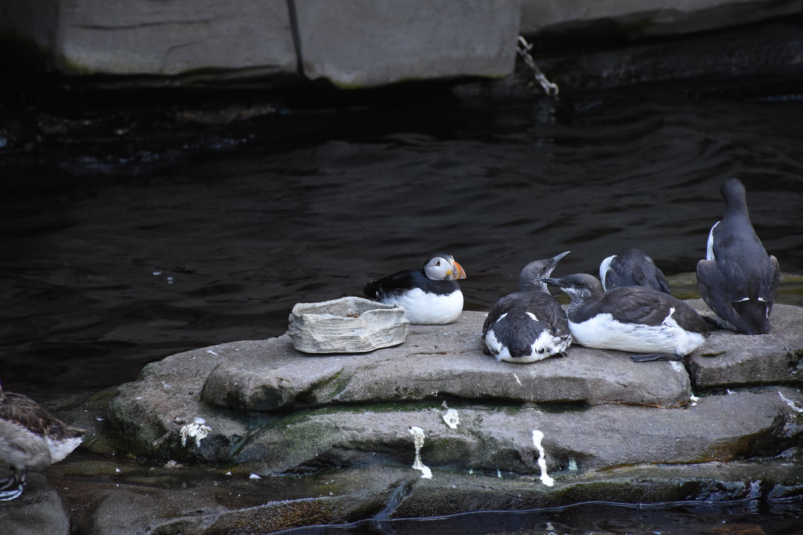 Atlantic puffin & Common murre