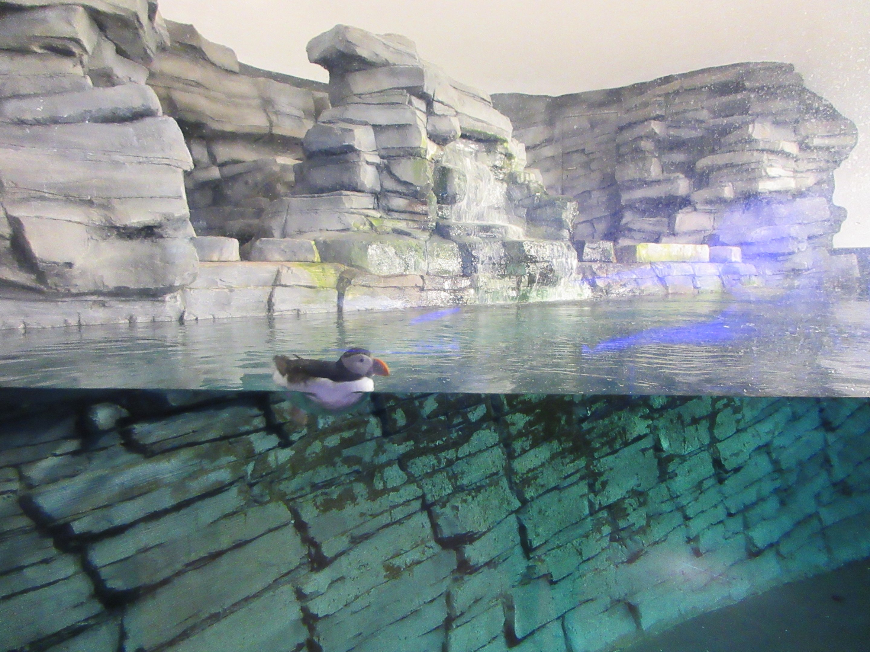 Atlantic Puffin Exhibit (only two birds on-show)