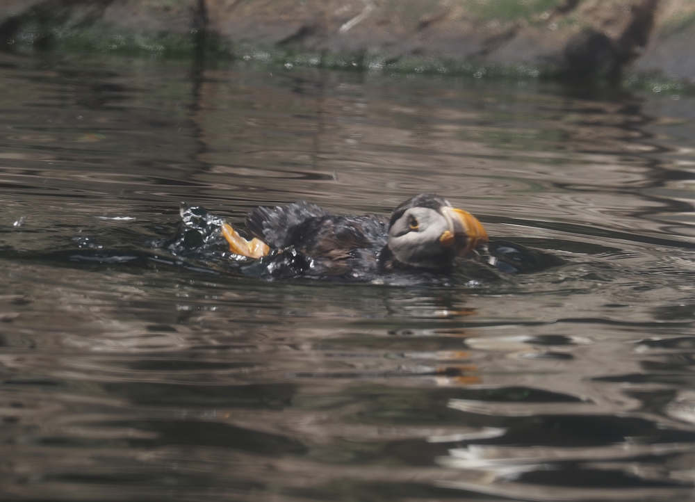 Atlantic puffin (Fratercula arctica), 2024-06-30