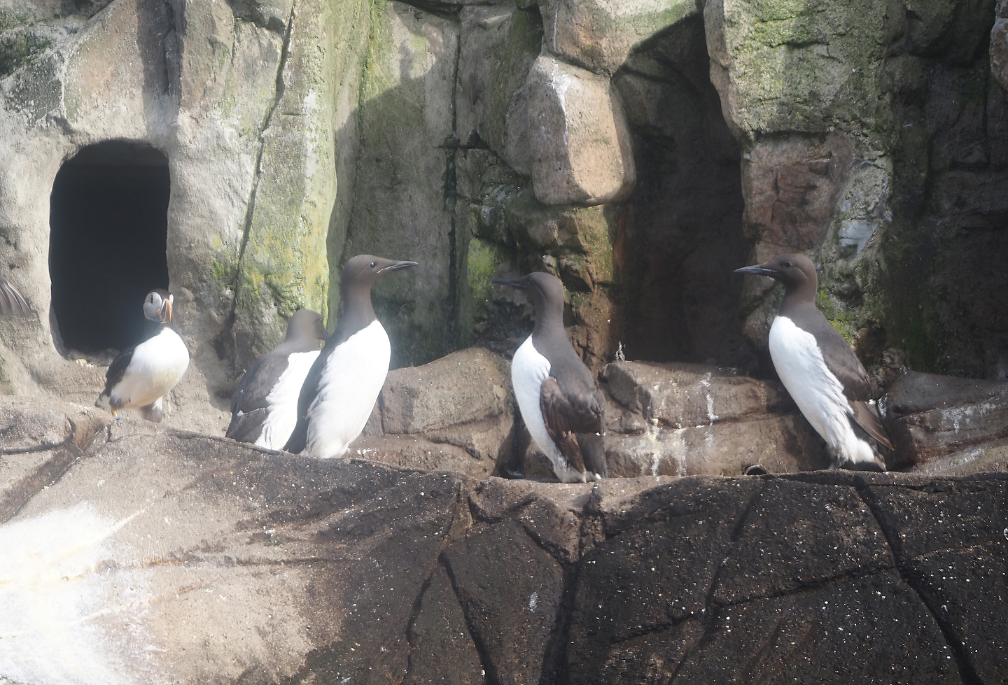 Atlantic puffin (Fratercula arctica) and Common murres (Uria aalge), 2024-06-30