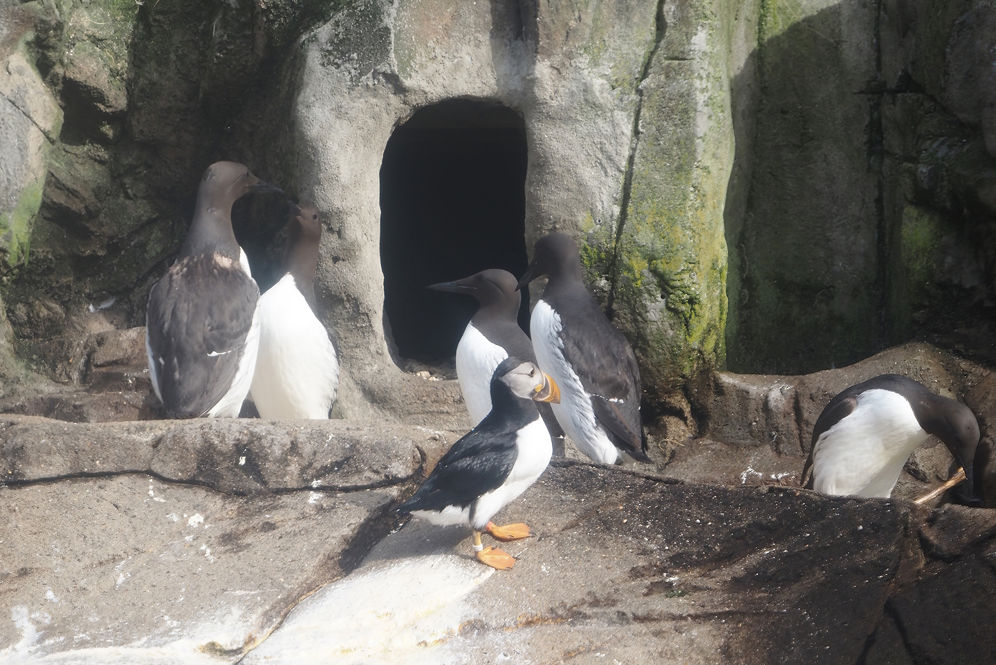 Atlantic puffin (Fratercula arctica) and Common murres (Uria aalge), 2024-06-30