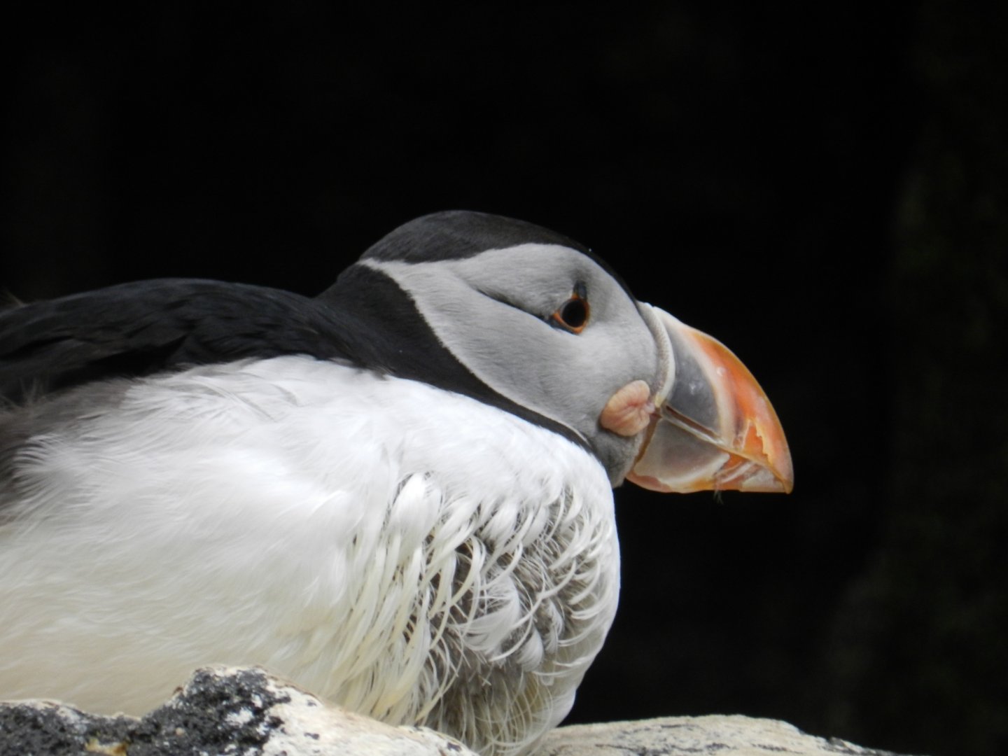 Atlantic Puffin (Fratercula arctica) at Oceanário de Lisboa, Portugal*