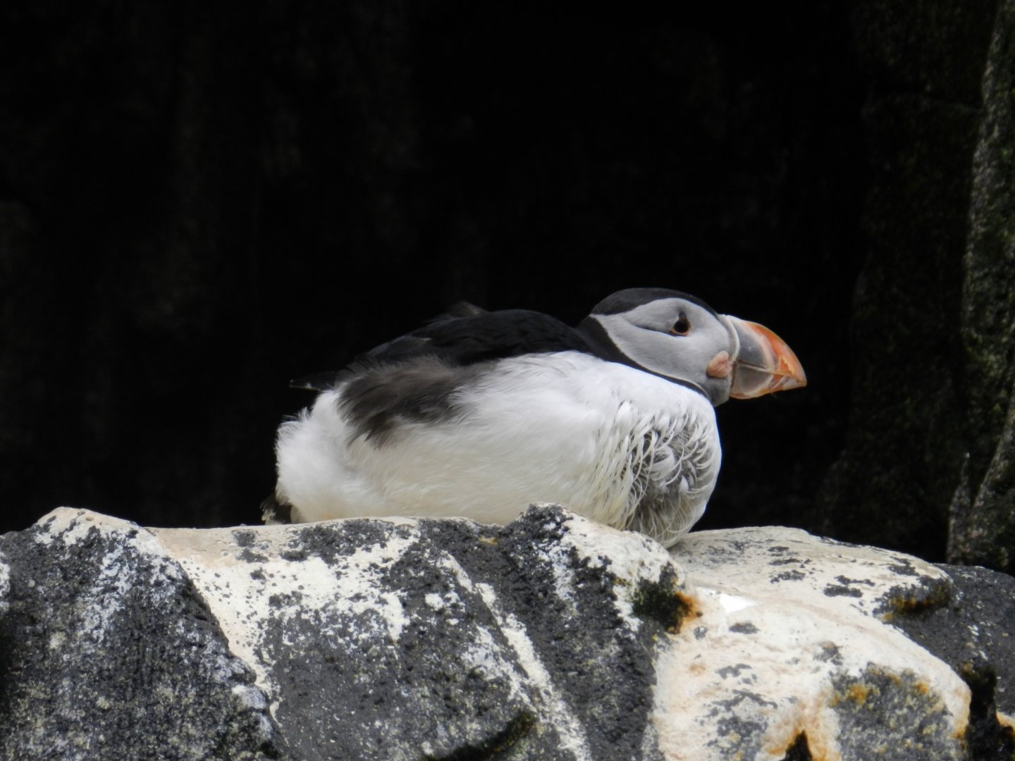 Atlantic Puffin (Fratercula arctica) at Oceanário de Lisboa, Portugal*