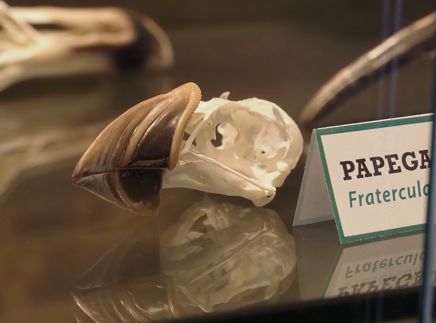 Atlantic puffin (Fratercula arctica) skull, 2025-04-12