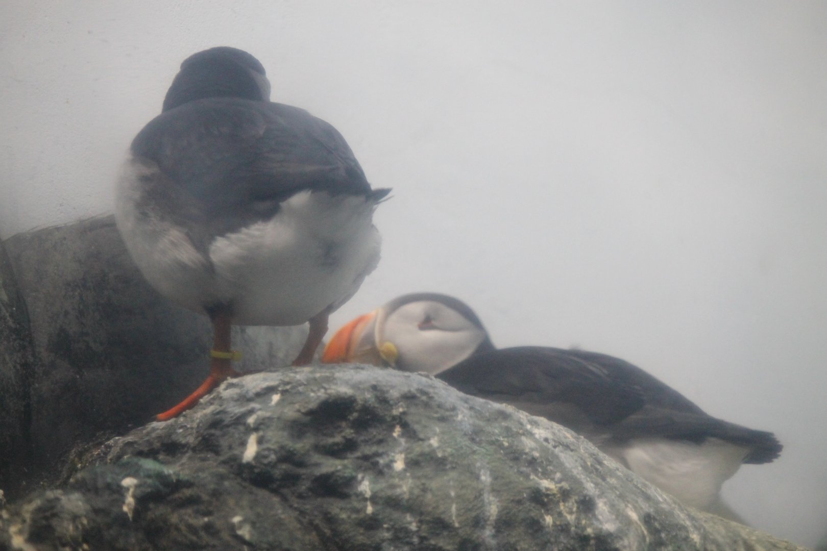 Atlantic puffin (Fratercula arctica)