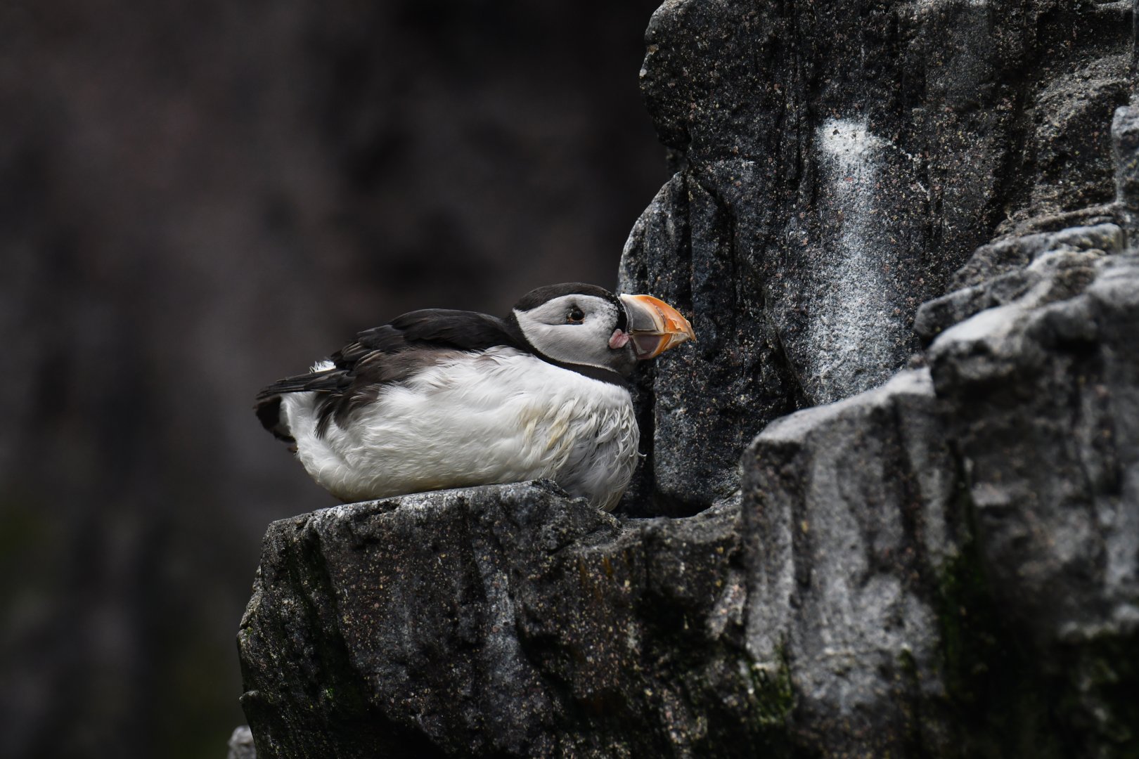 Atlantic puffin (Fratercula arctica)