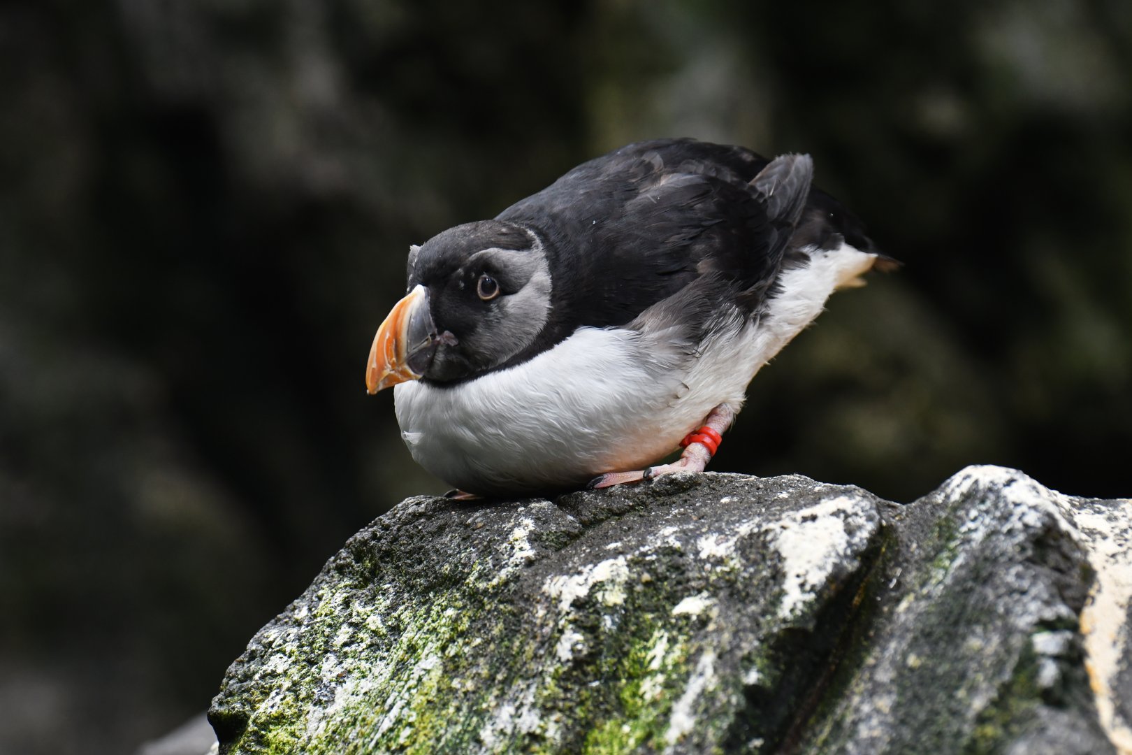 Atlantic puffin (Fratercula arctica)