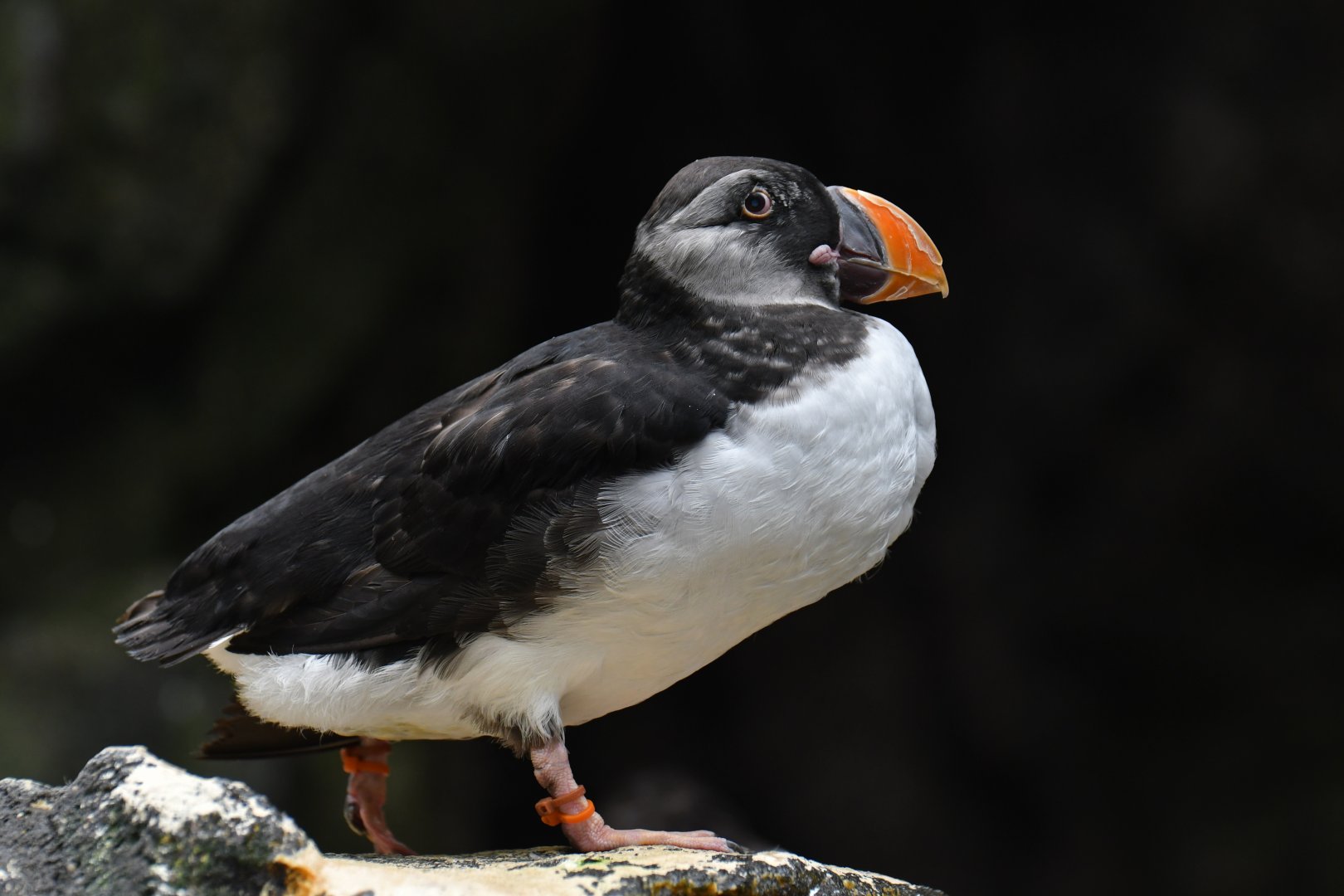 Atlantic puffin (Fratercula arctica)