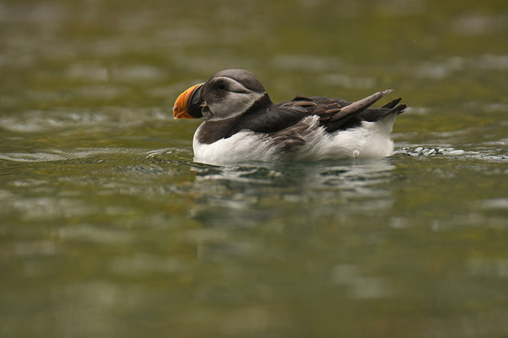 Atlantic puffin (Fratercula arctica)