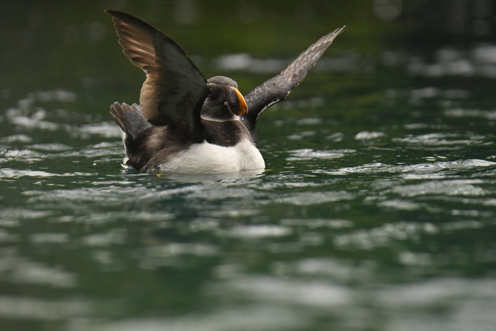 Atlantic puffin (Fratercula arctica)