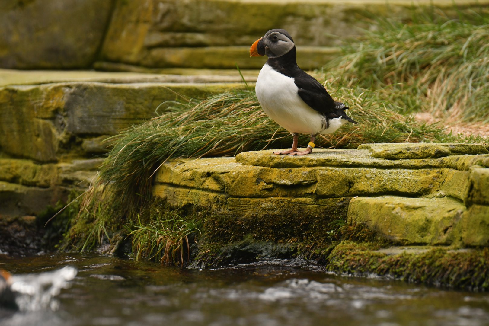 Atlantic puffin (Fratercula arctica)