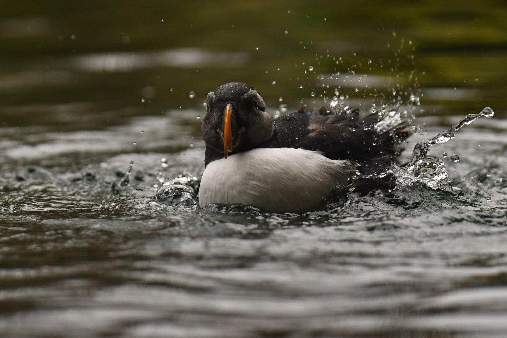 Atlantic puffin (Fratercula arctica)