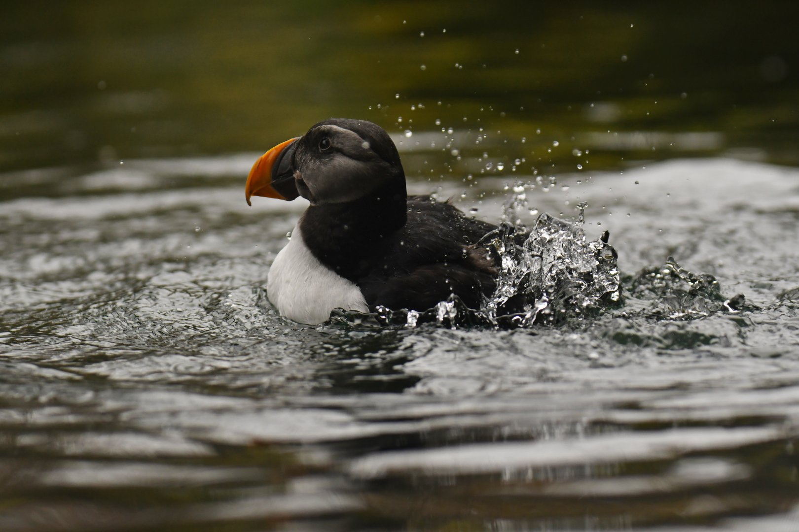 Atlantic puffin (Fratercula arctica)