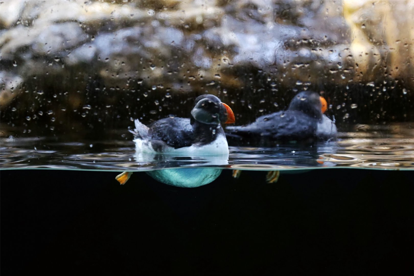 Atlantic Puffin (Fratercula arctica)
