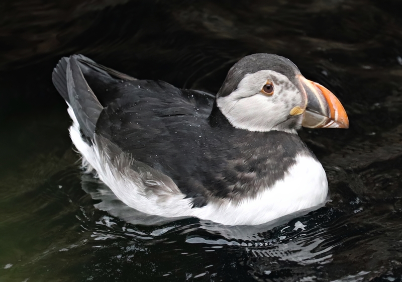 Atlantic puffin (Fratercula arctica)