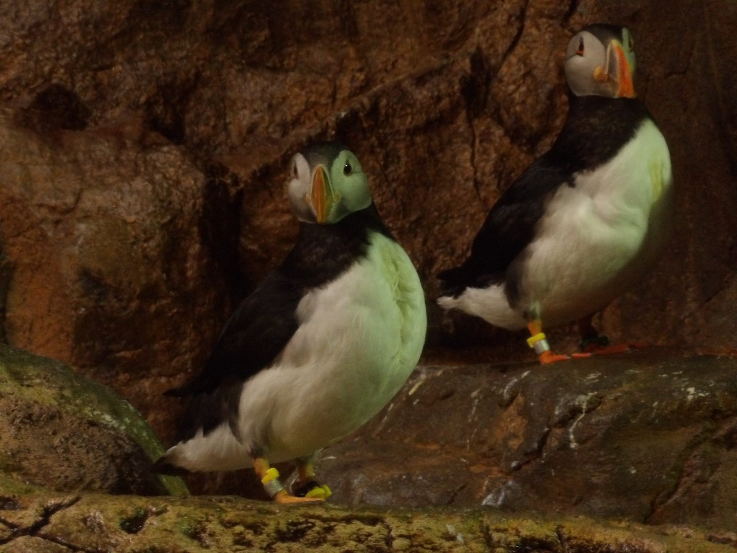 Atlantic Puffin(Fratercula arctica)