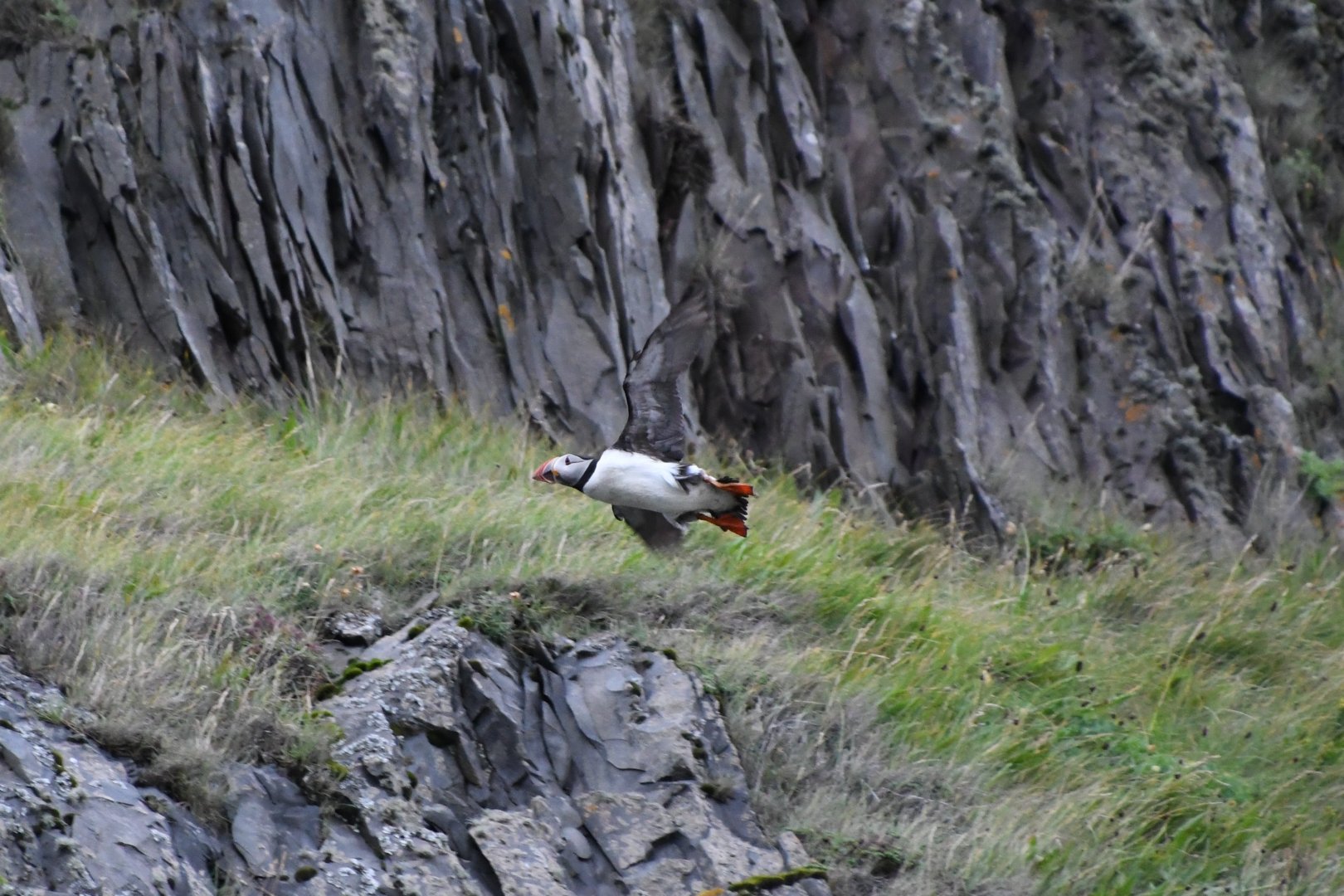 Atlantic puffin (Fratercula arctica)