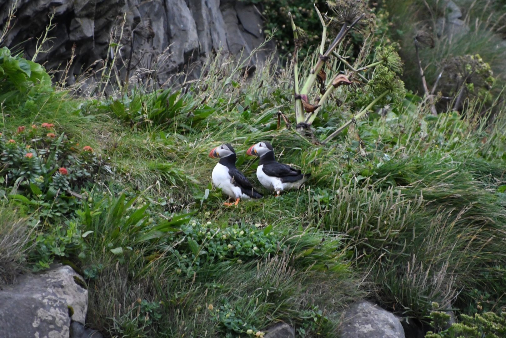Atlantic puffin (Fratercula arctica)