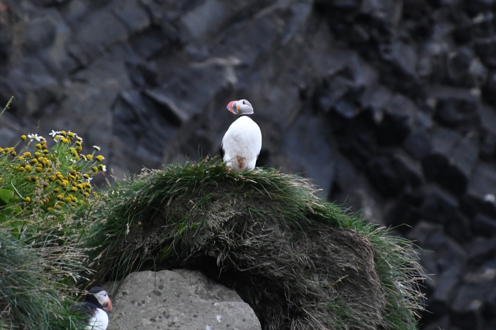 Atlantic puffin (Fratercula arctica)
