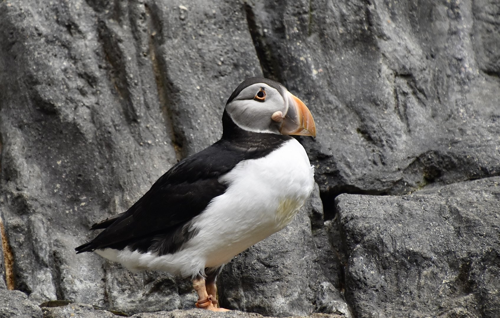 Atlantic Puffin (Fratercula arctica)