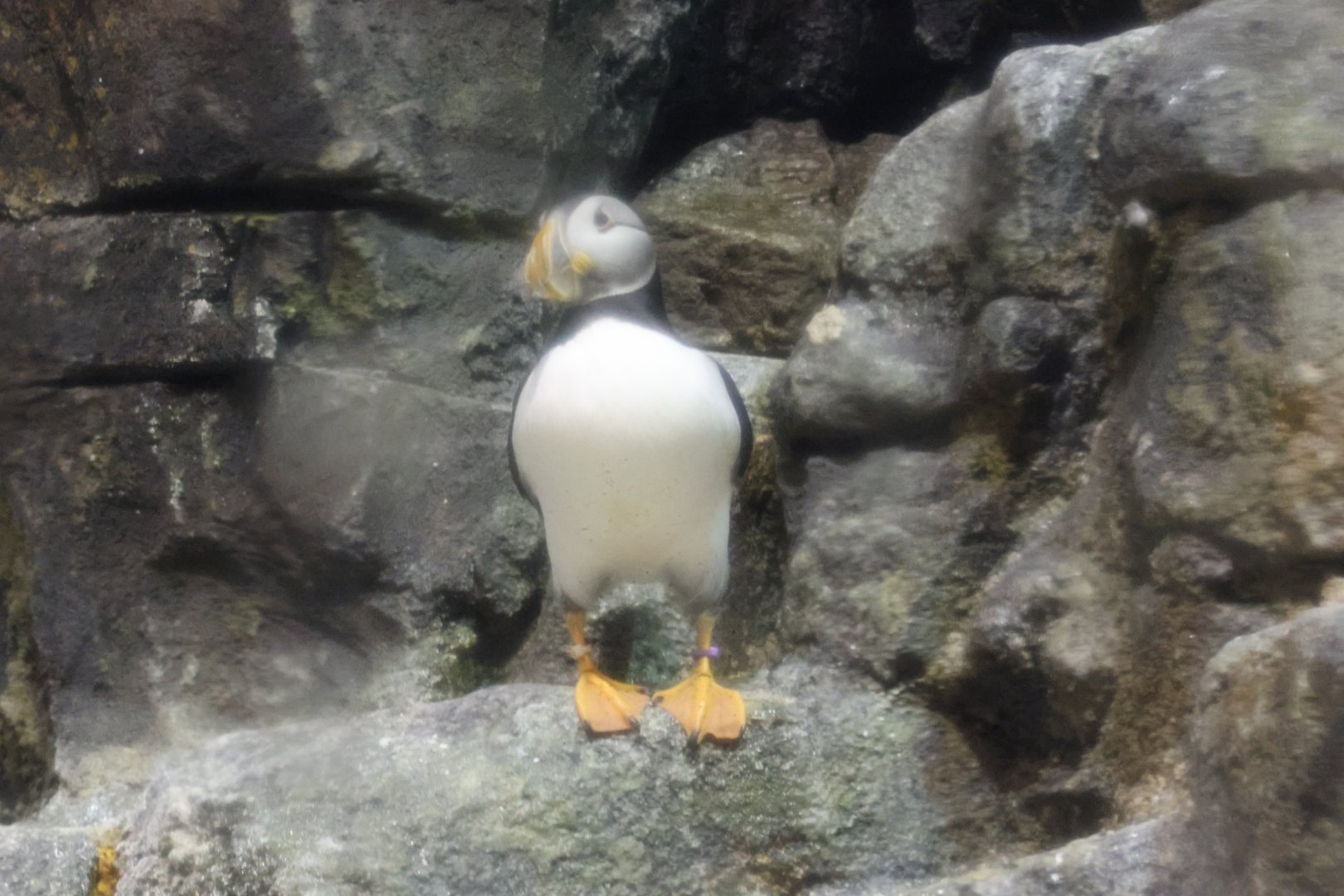 Atlantic puffin (Fratercula arctica)