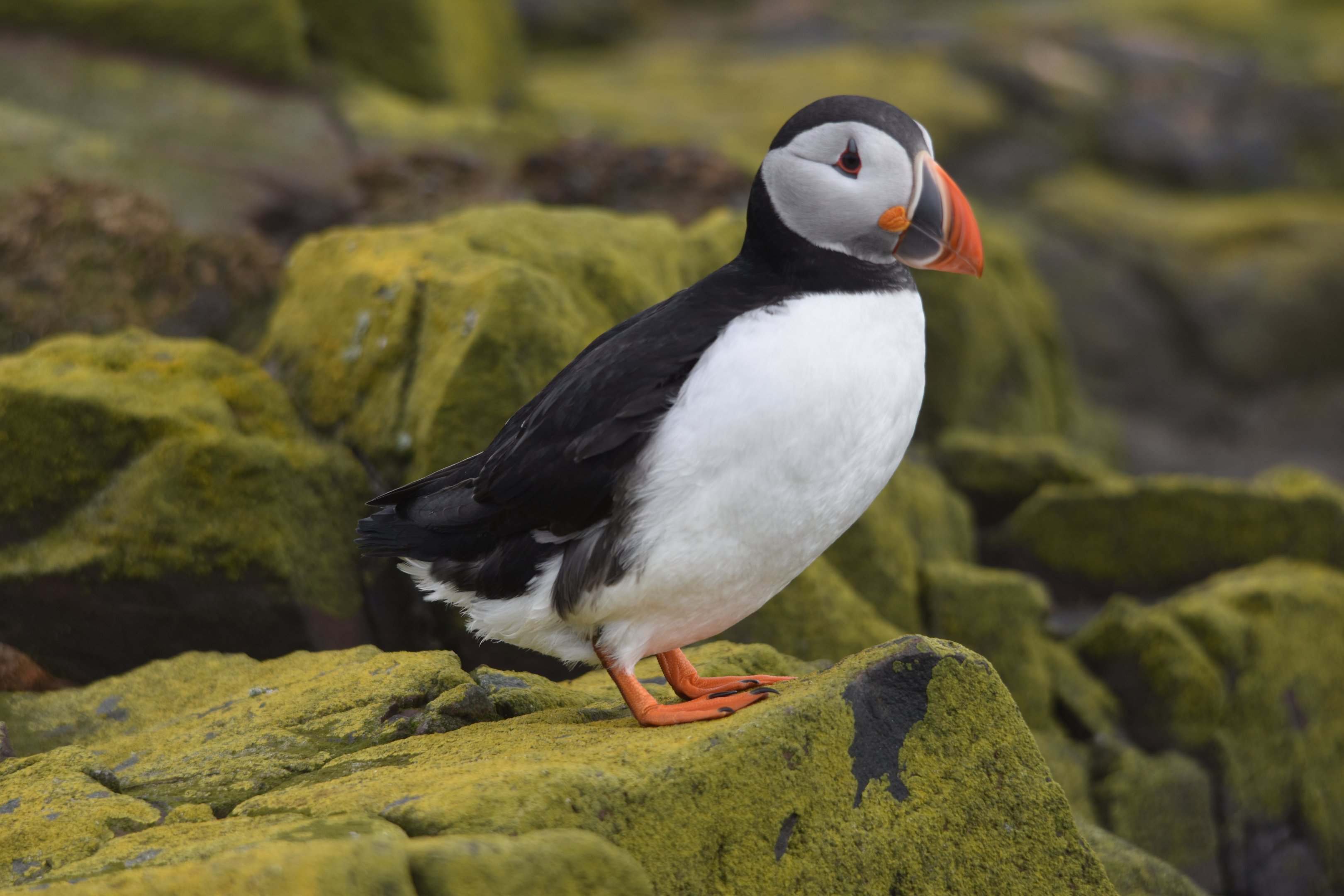 Atlantic Puffin, Inner Farne, Farne Islands, 8th April 2024