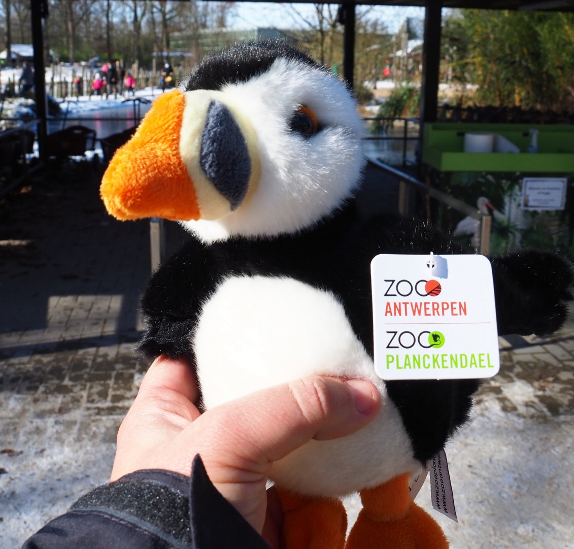 Atlantic puffin plushy bought in Planckendael gift shop, 2021-02-14