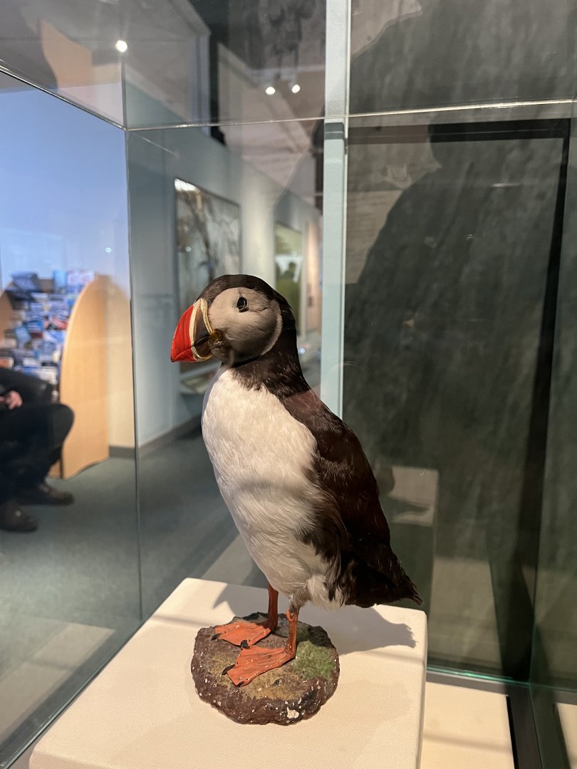 Atlantic puffin (taken at Inverness museum 3.4.24)