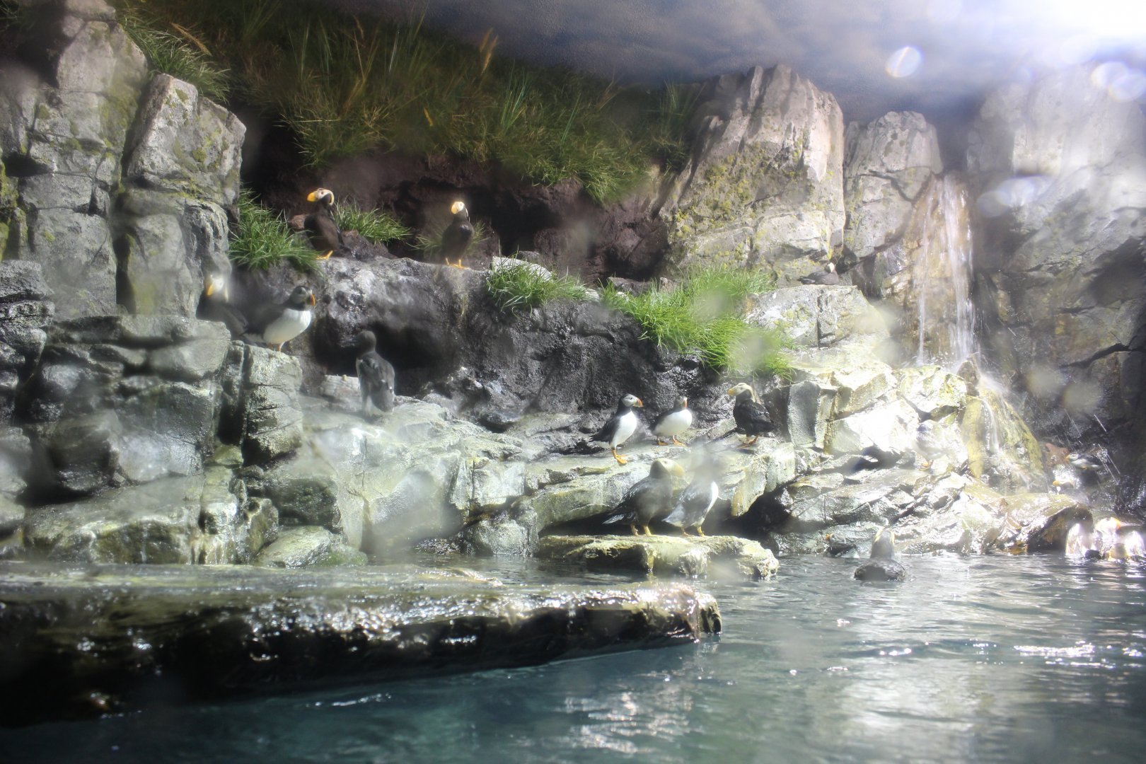 Atlantic Puffin, Tufted Puffin & Common Murre Exhibit - Scott Aquarium