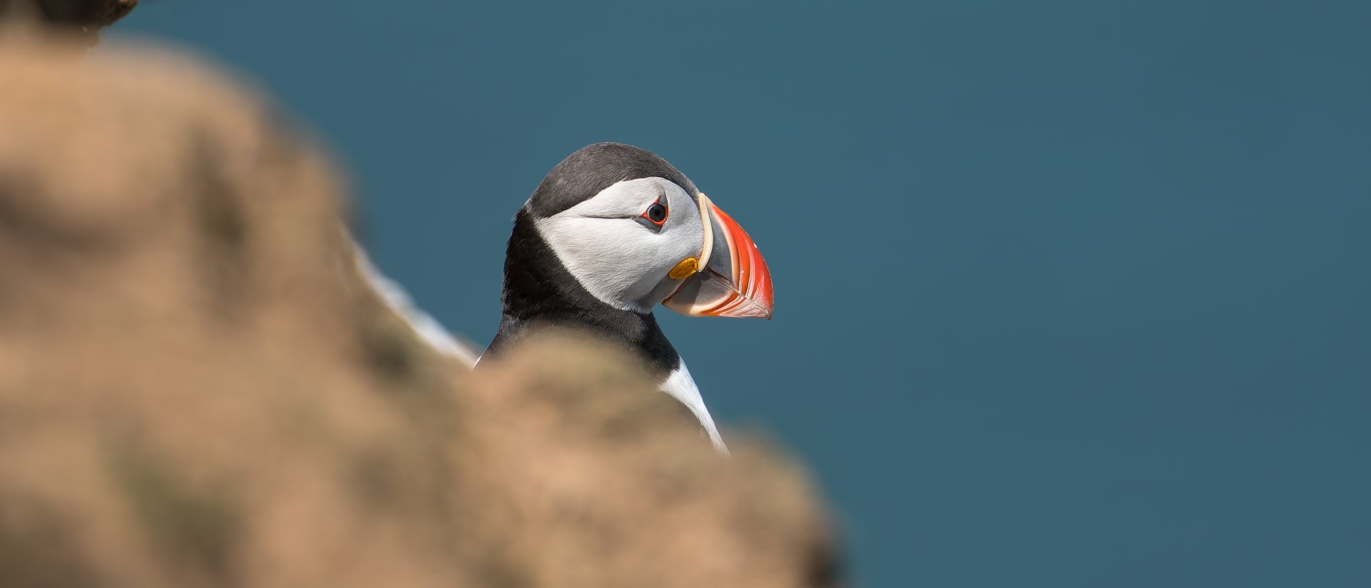 Atlantic Puffin (wild) UK