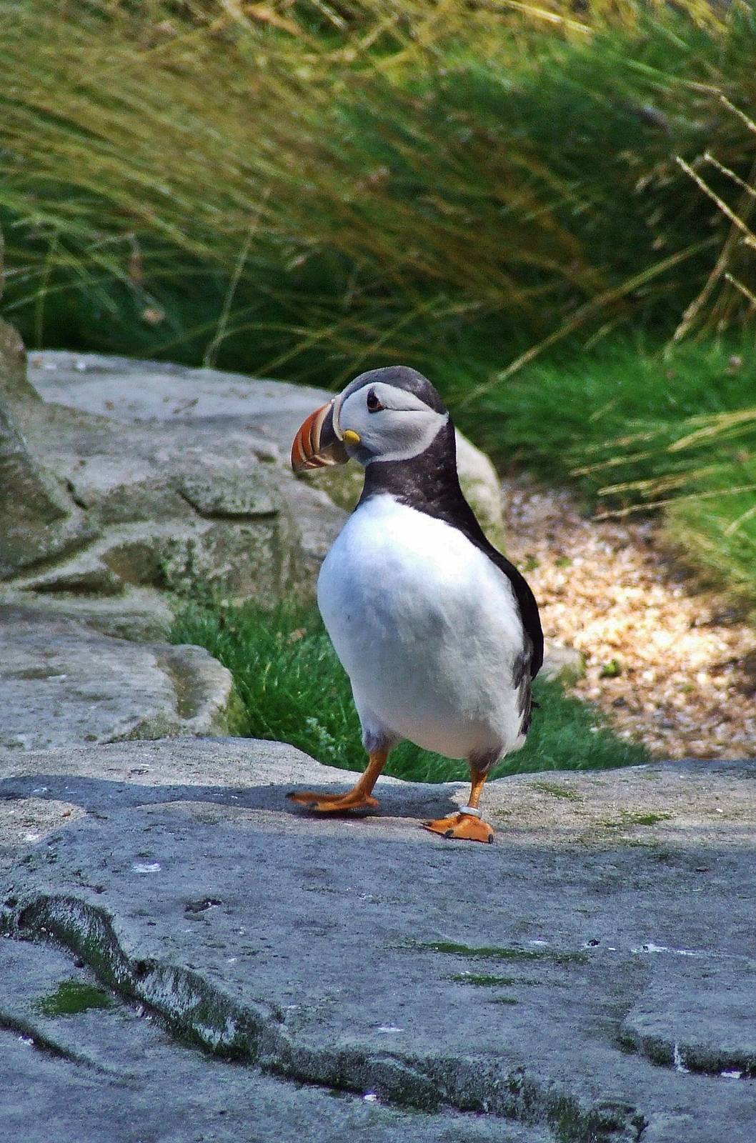 Atlantic Puffin