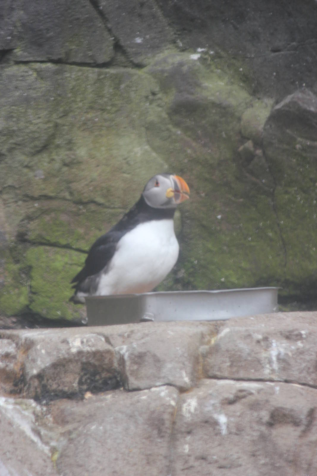 Atlantic puffin