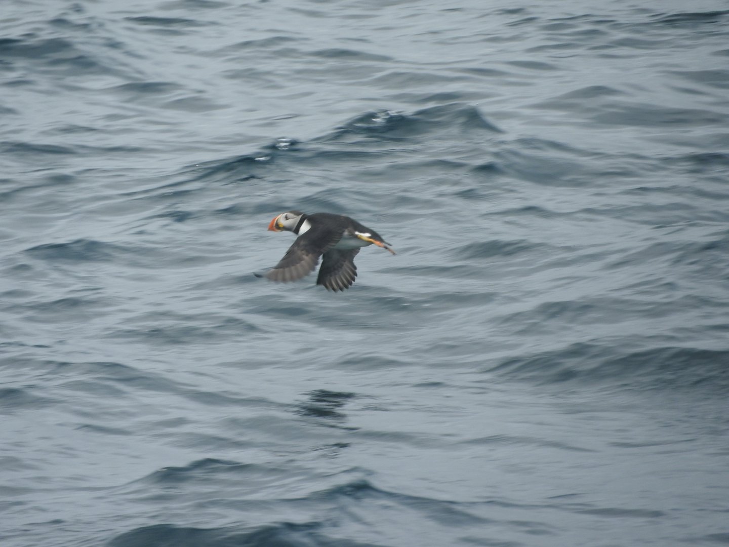 Atlantic Puffin
